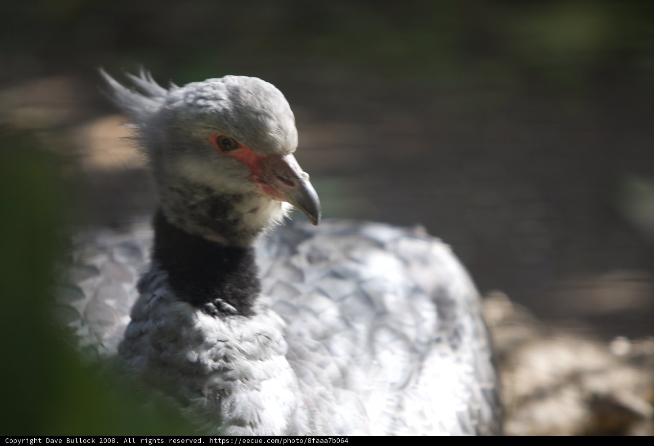 Close Up of Red-Beaked Bird