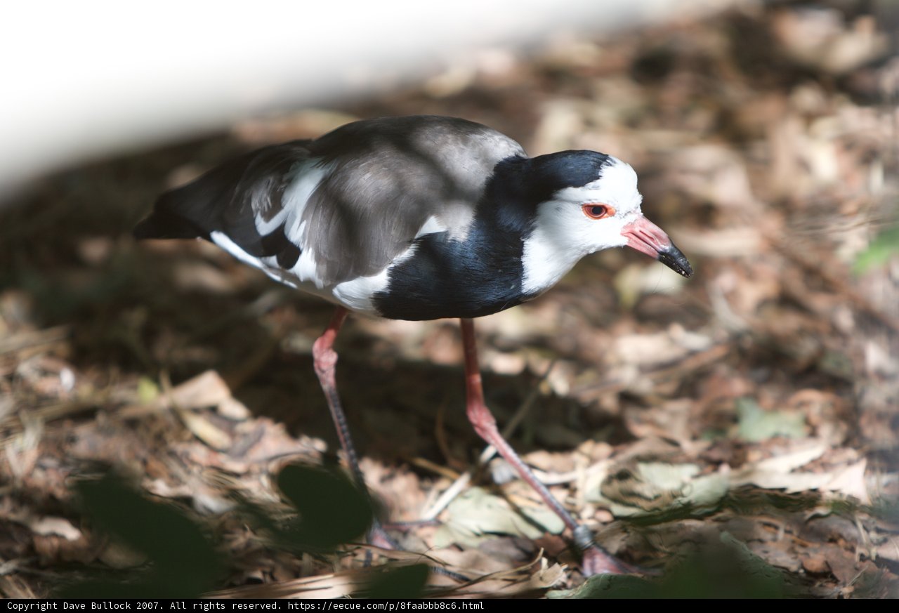 Red-beaked Waterfowl