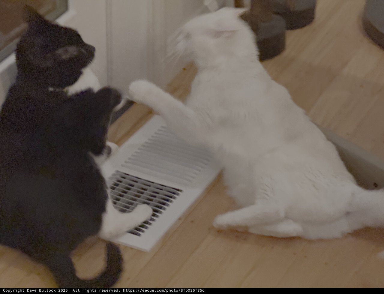 Two Cats Sharing a White Fan Heater