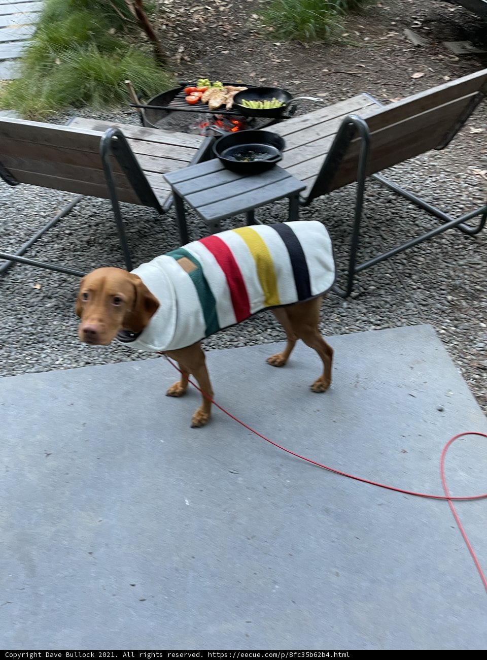 Stylish Canine Struts Its Stuff in Colorful Jacket