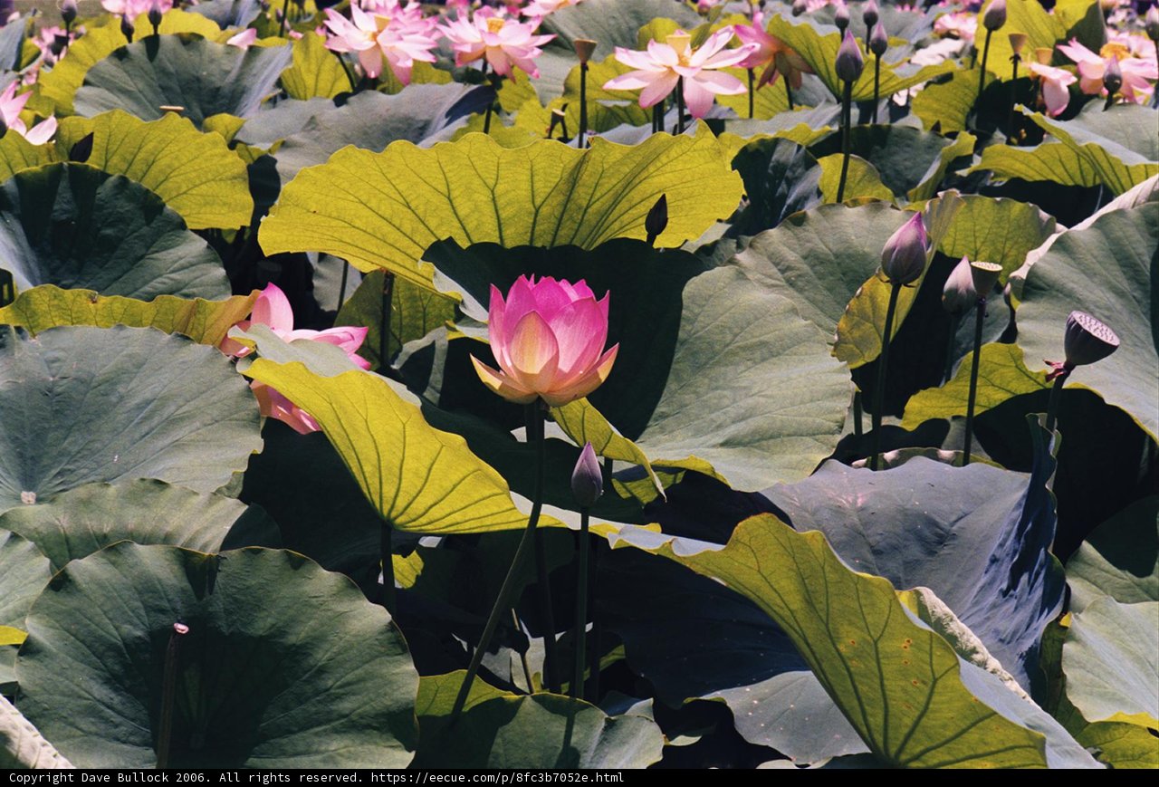 Lotus Flower Amidst a Sea of Greenery