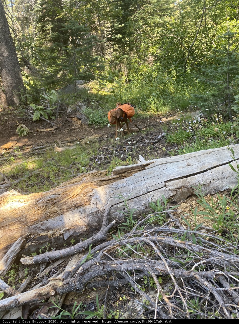 Paws on a fallen tree