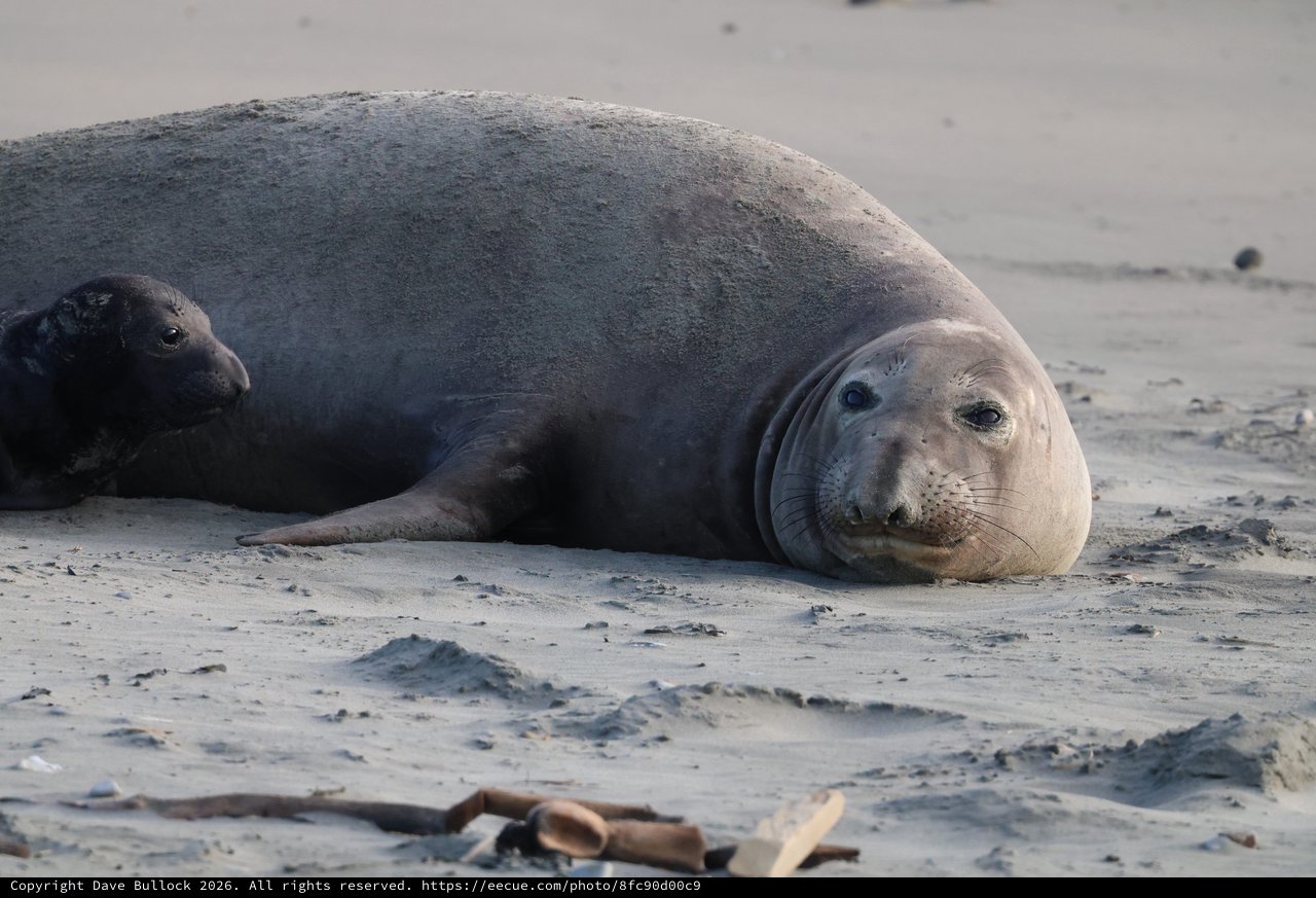 Elephant Seals Resting on Sandy Beach at Drakes Beach
