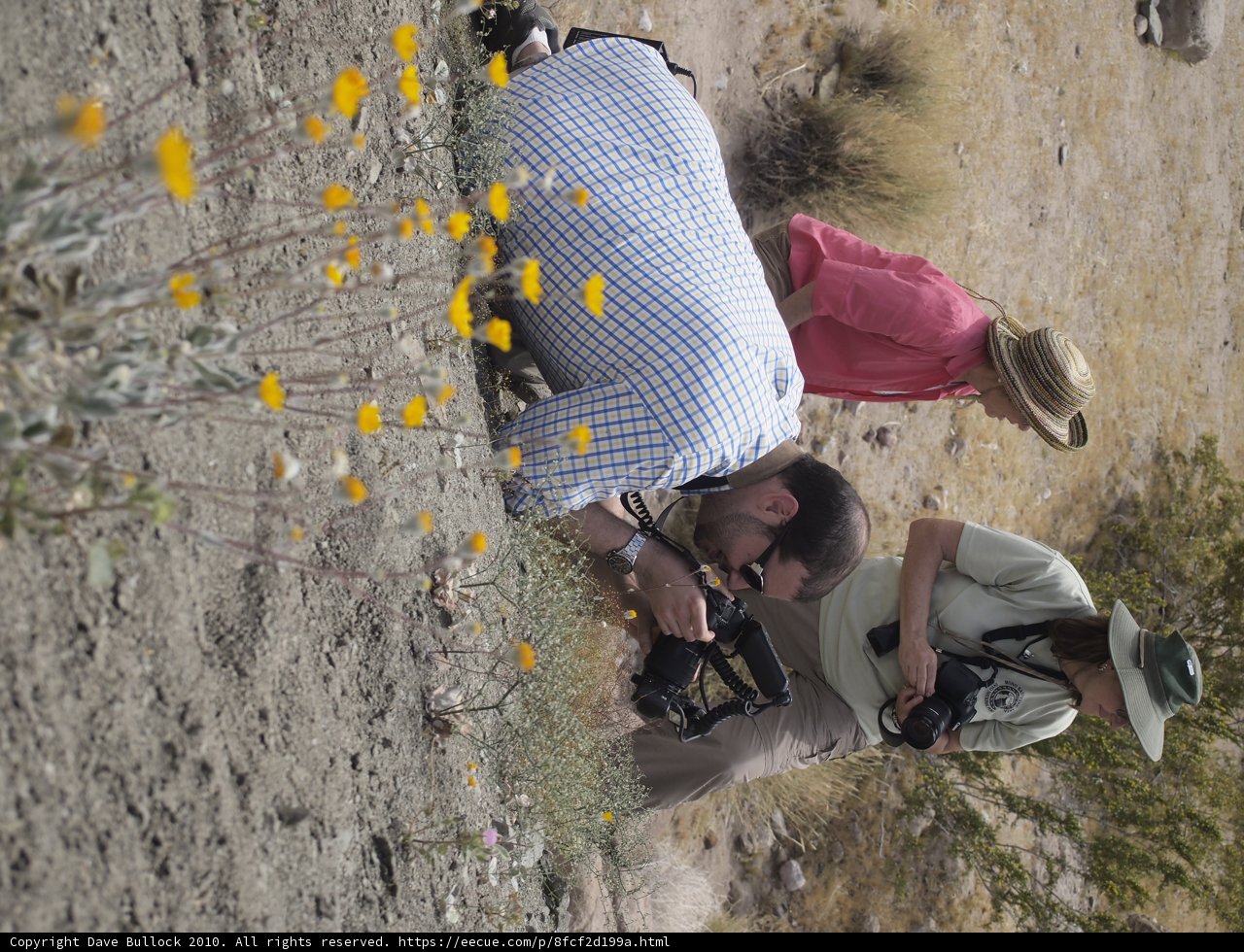 Desert Flower Photography