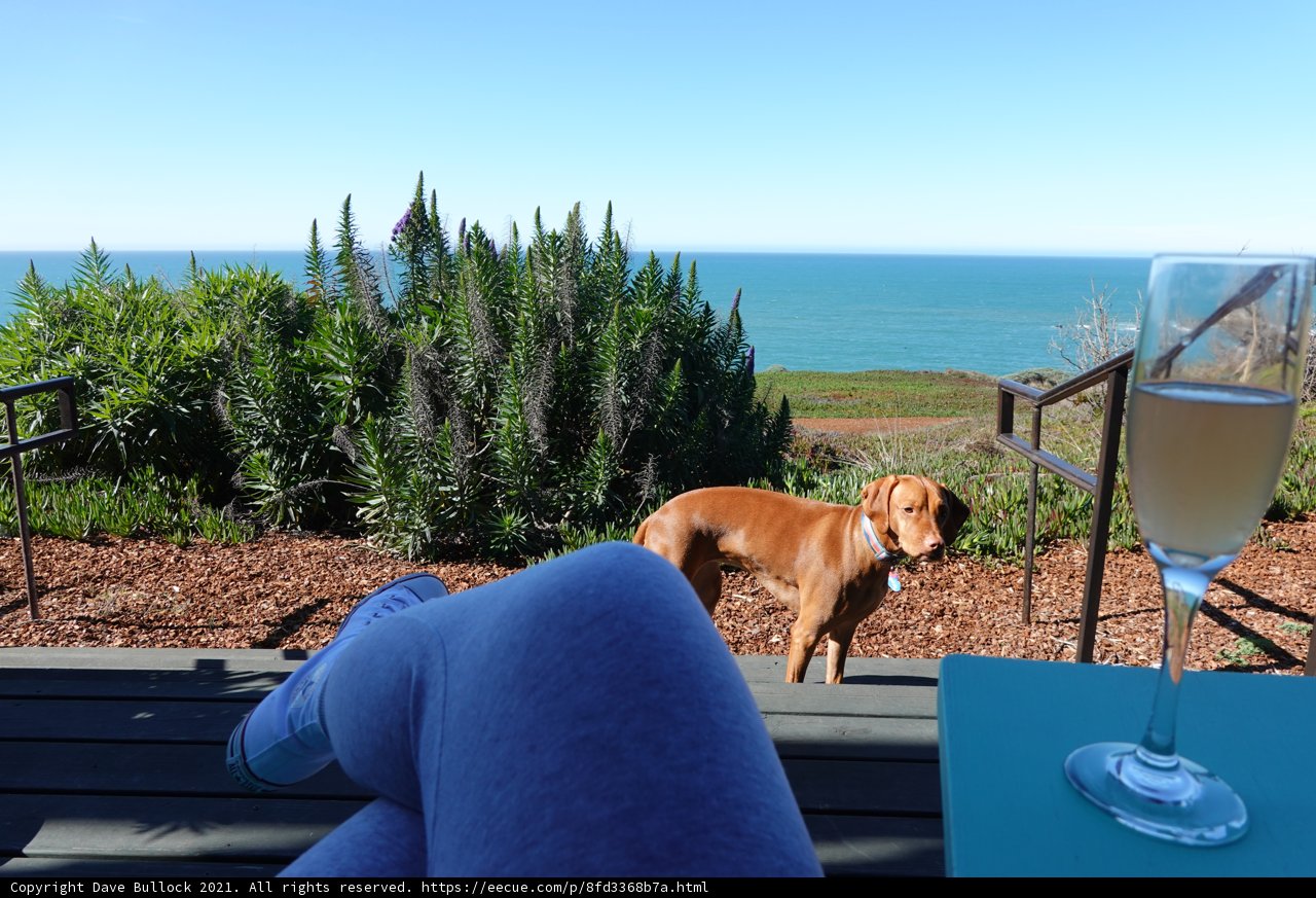 Canine Happy Hour