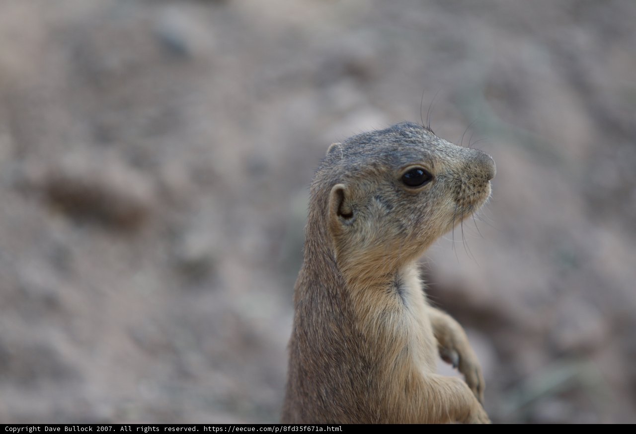 Skyward Squirrel