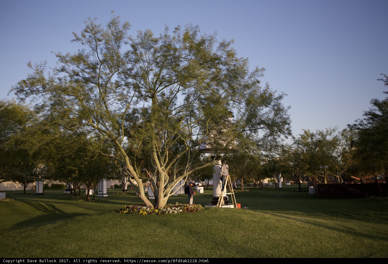 Tree Cleanup