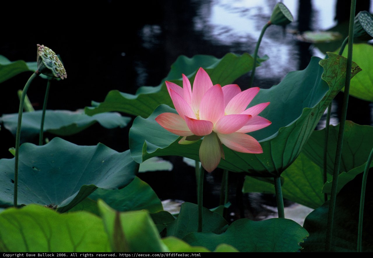 Pink Lotus Blossom
