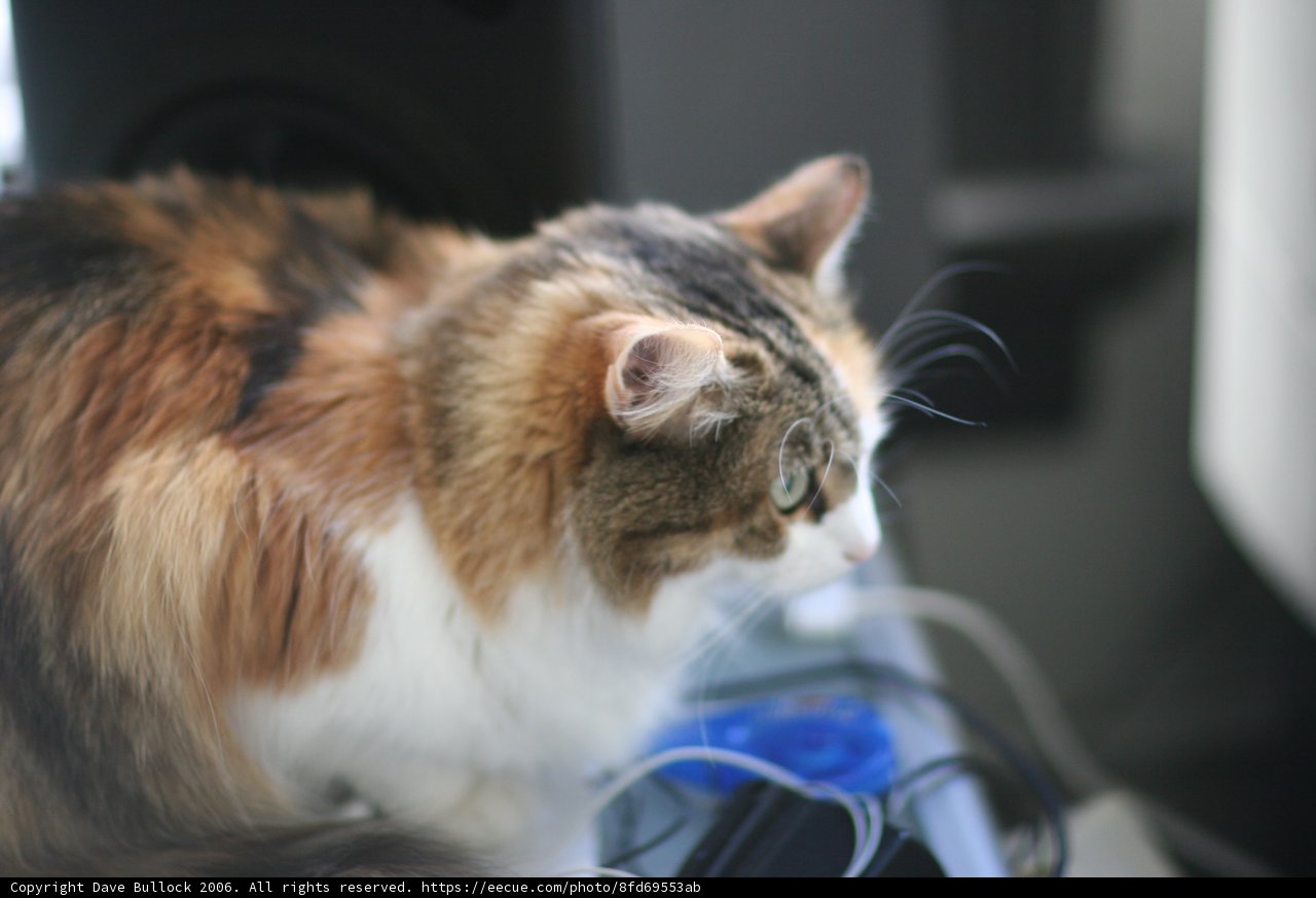 A Feline Visitor at Work