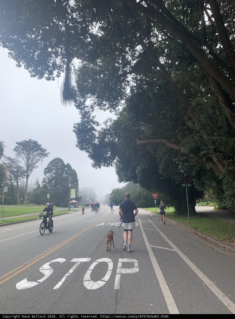 Man and Dog Taking a Stroll through Golden Gate Park