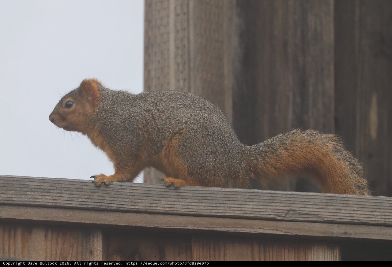 Fox Squirrel Perched on Wooden Deck Railing