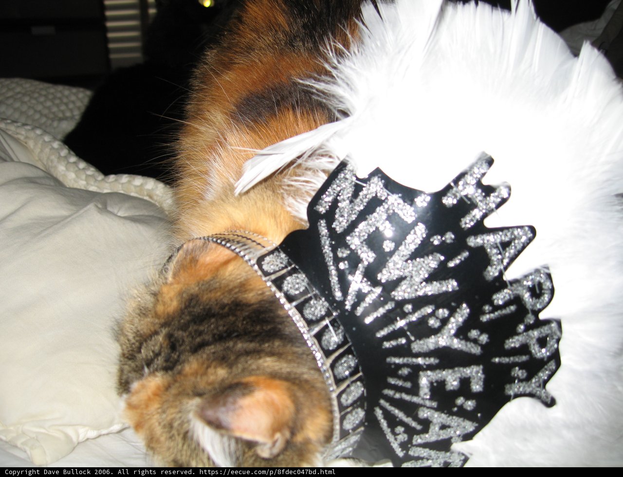 New Year's Cat-titude