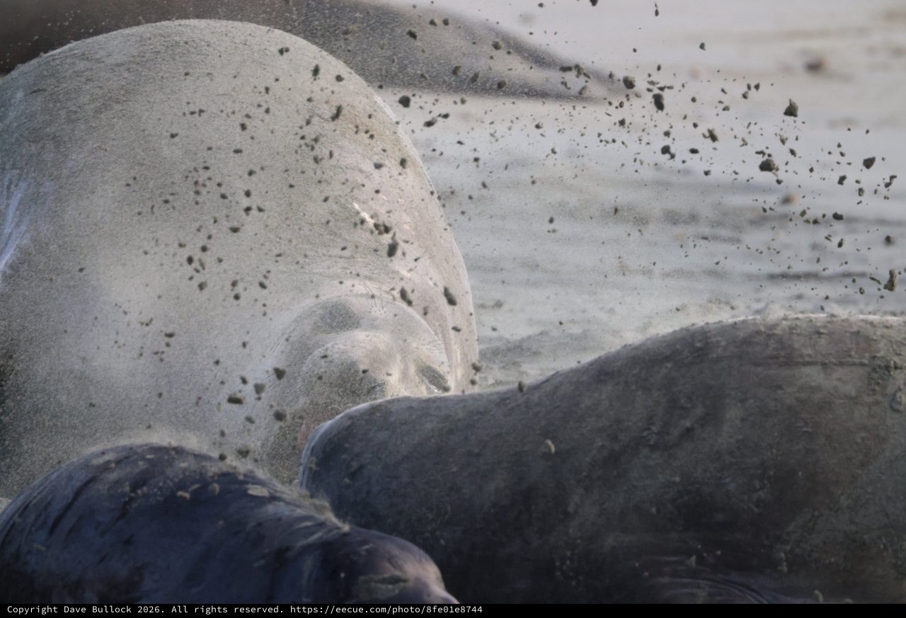 Elephant Seal Pups Resting on Sandy Beach