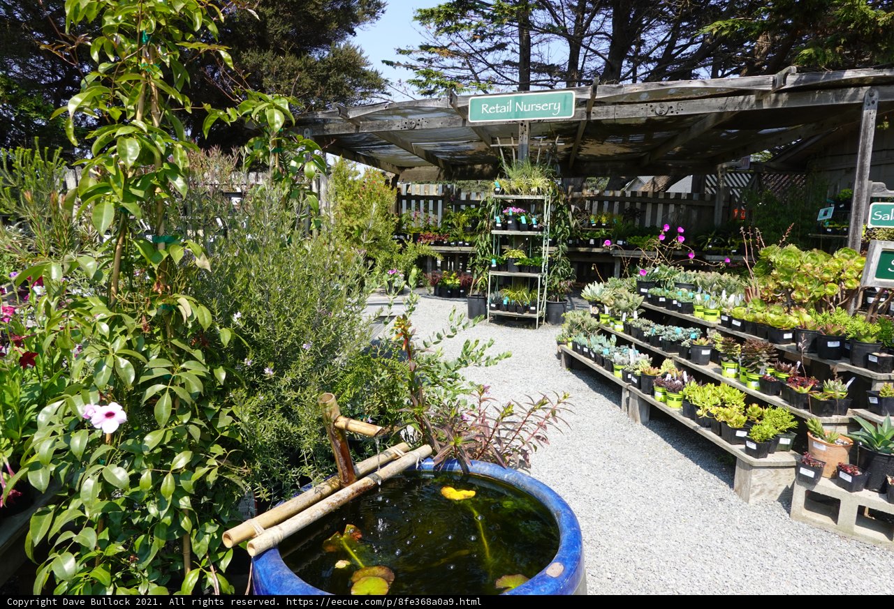 Tranquil Pond in a Lush Garden Center