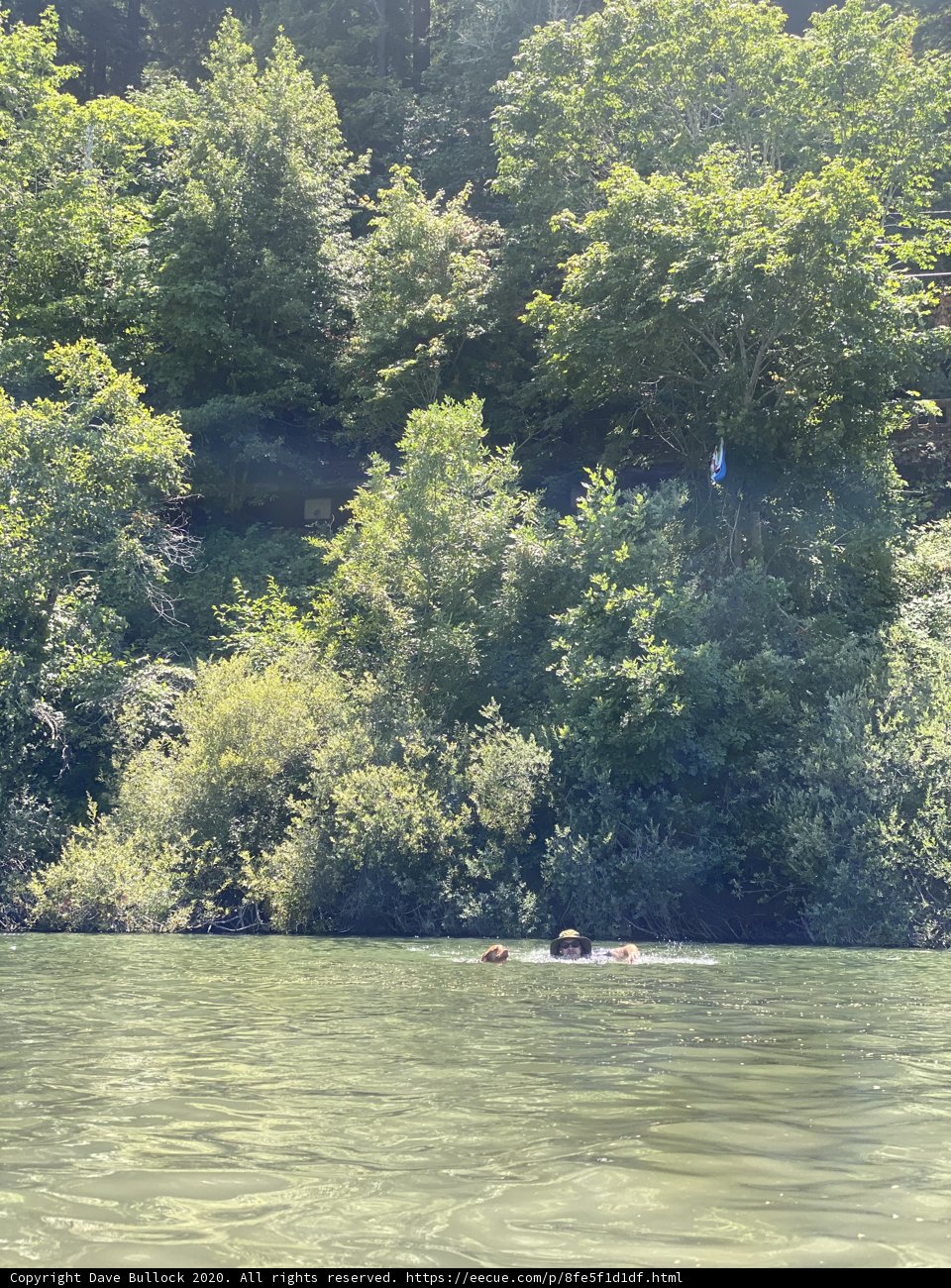 Swimming in the Woodland Lake