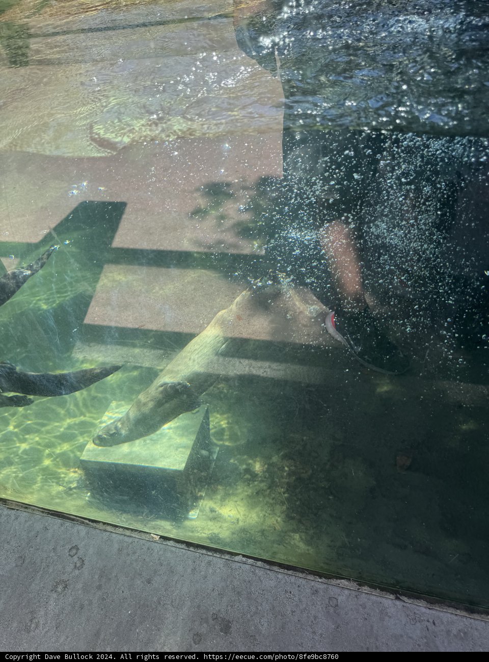 Aquatic Encounter