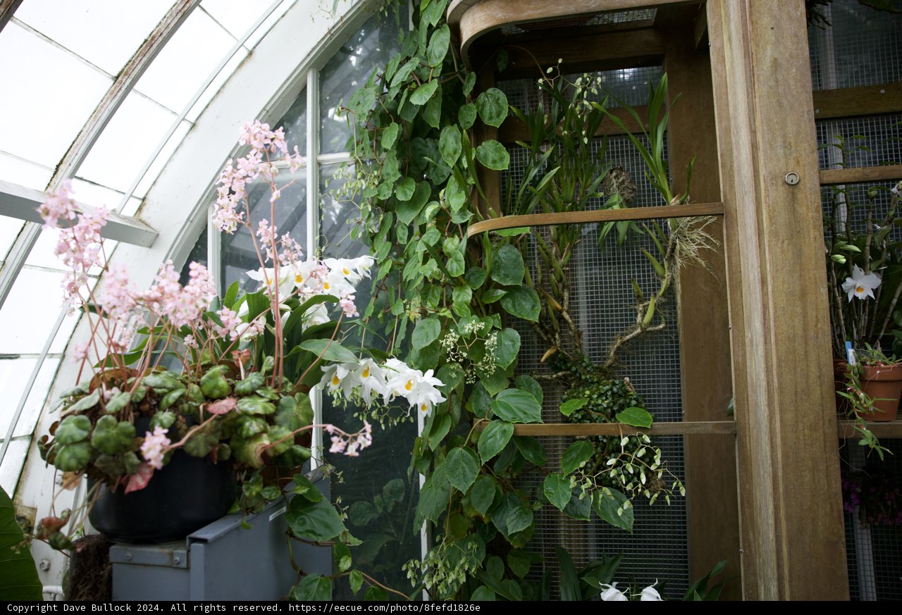 The Serene Conservatory at Golden Gate Park