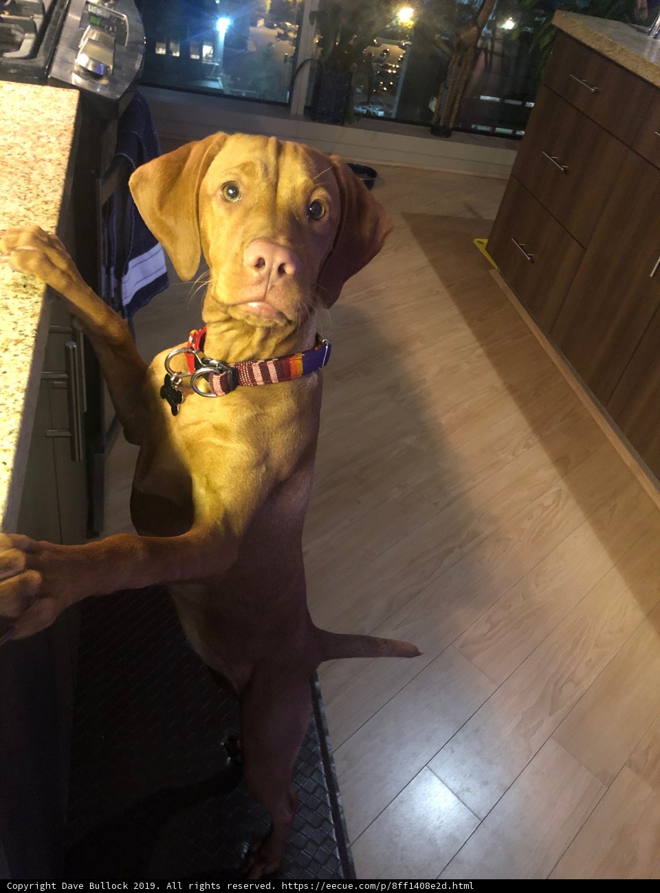 Kitchen Companion