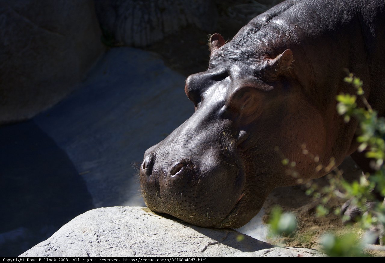 The Mighty Hippo