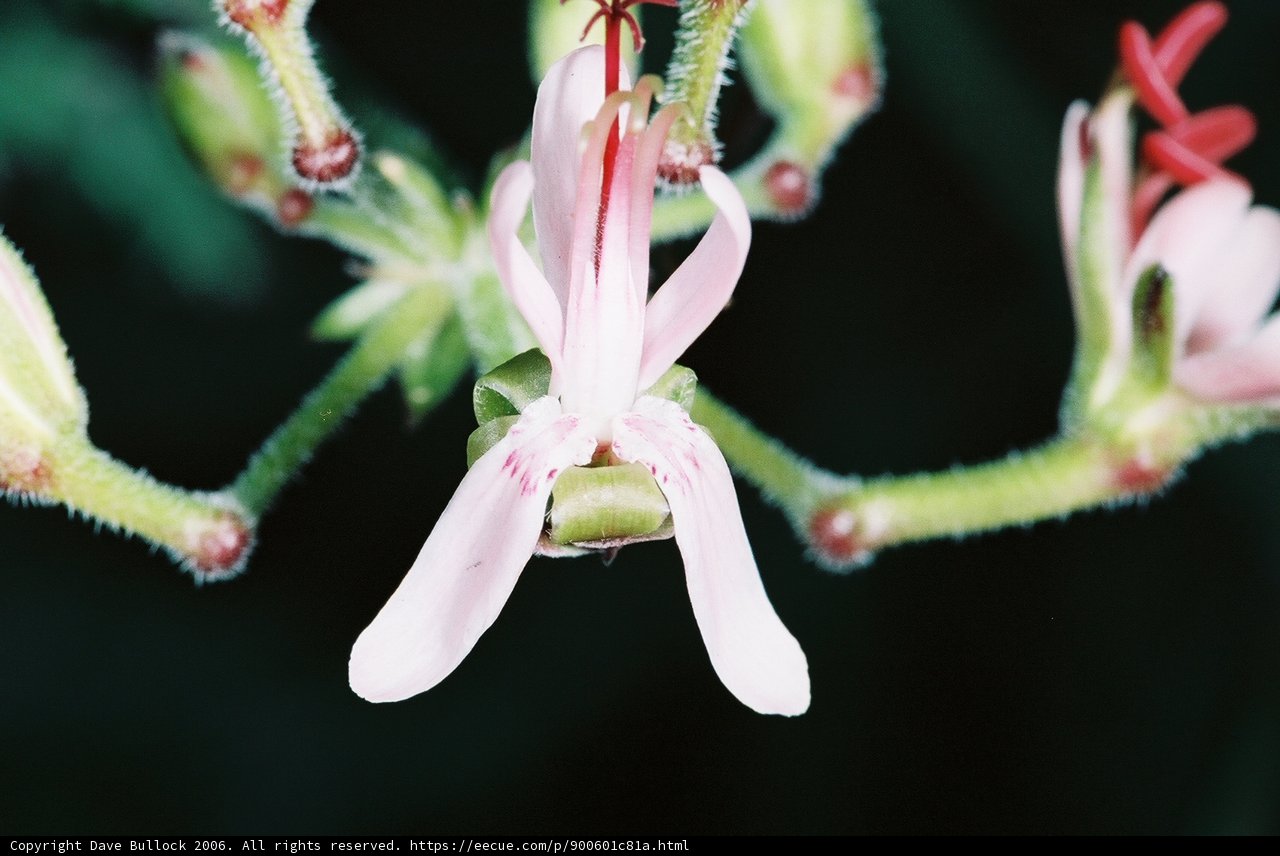 Geranium Blossom with Red Stamen