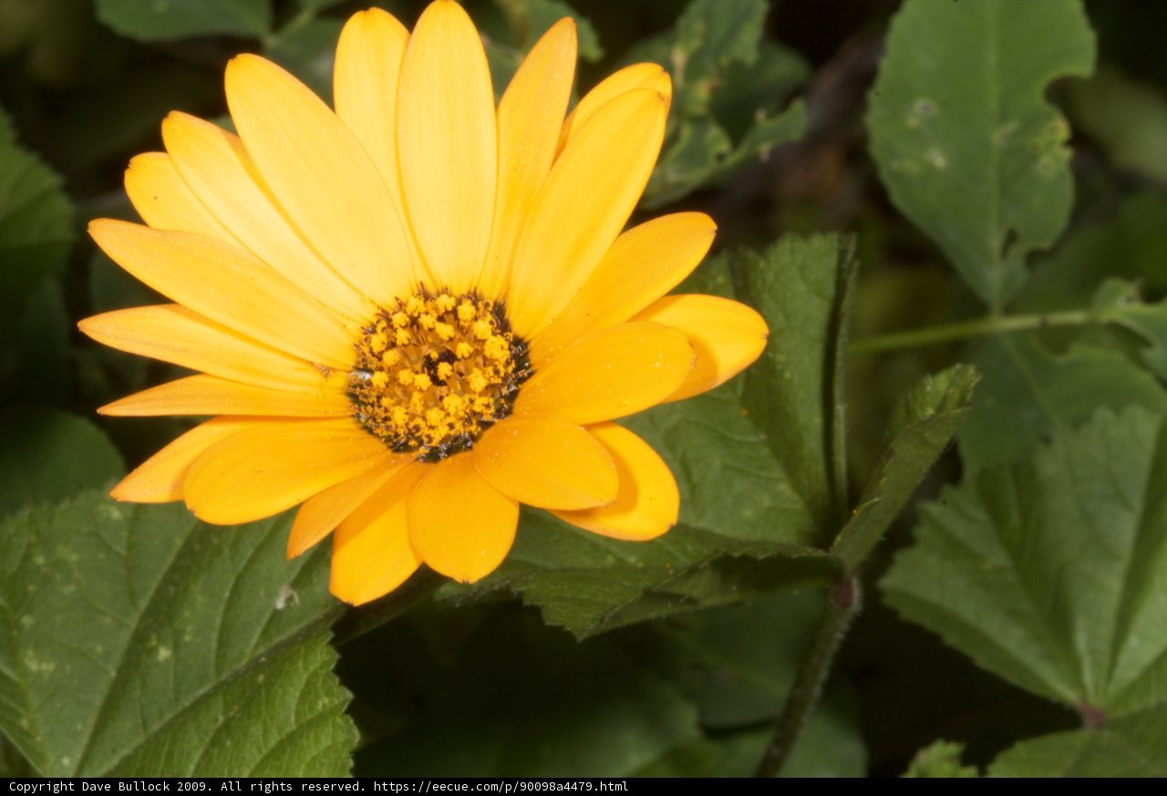 Golden Daisy in Bloom