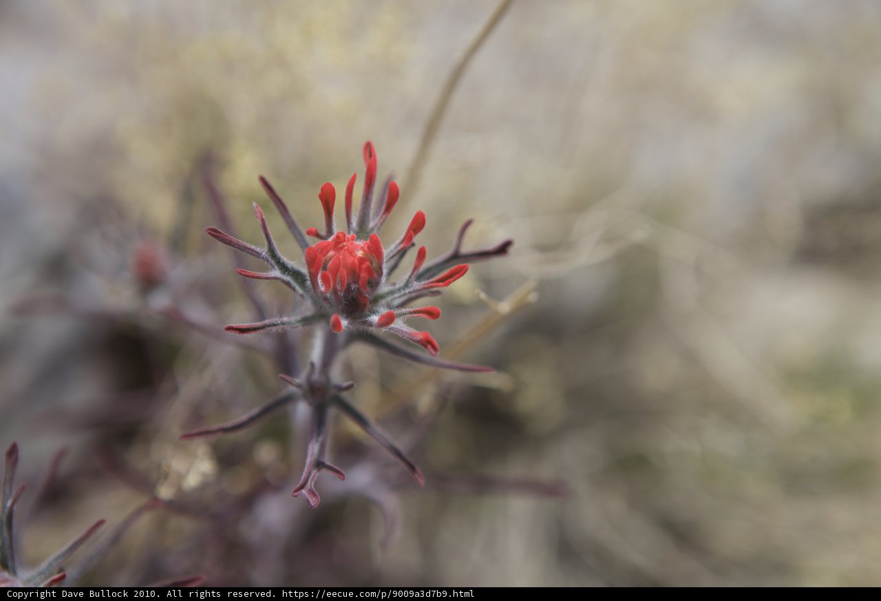 Vibrant Red Geranium in the Desert