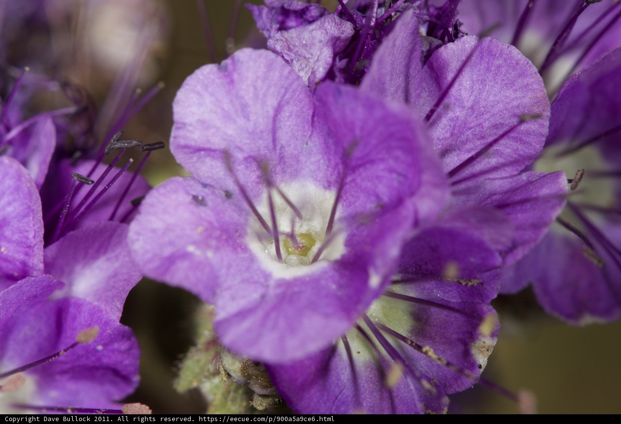 Geraniums with White Centers in Full Bloom