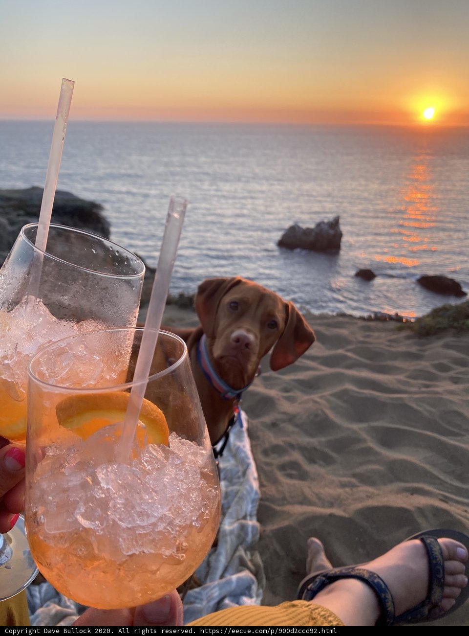 Sunset Drink Date with My Pup