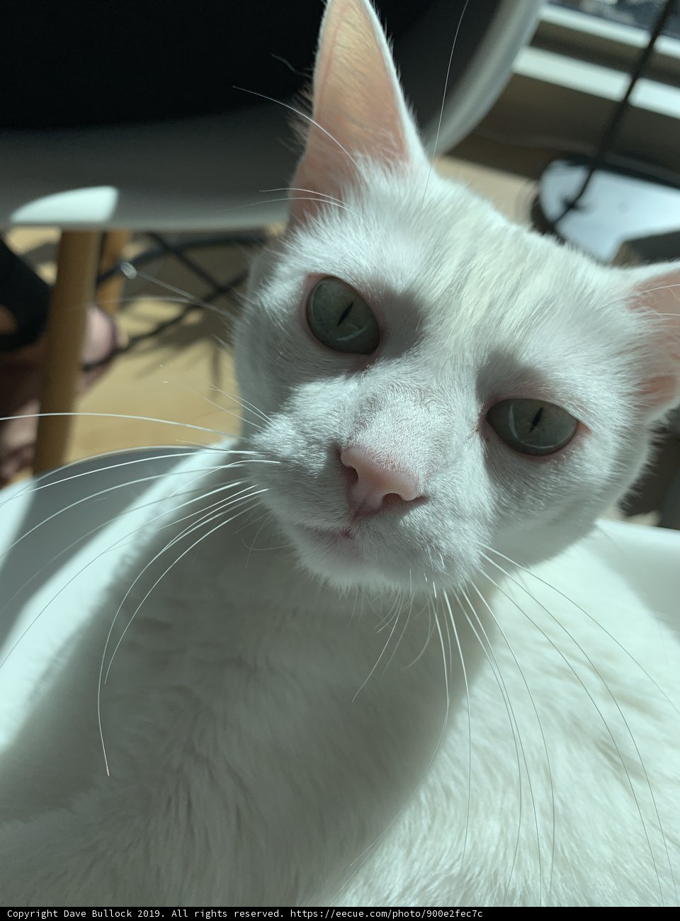 White Cat in a Bowl