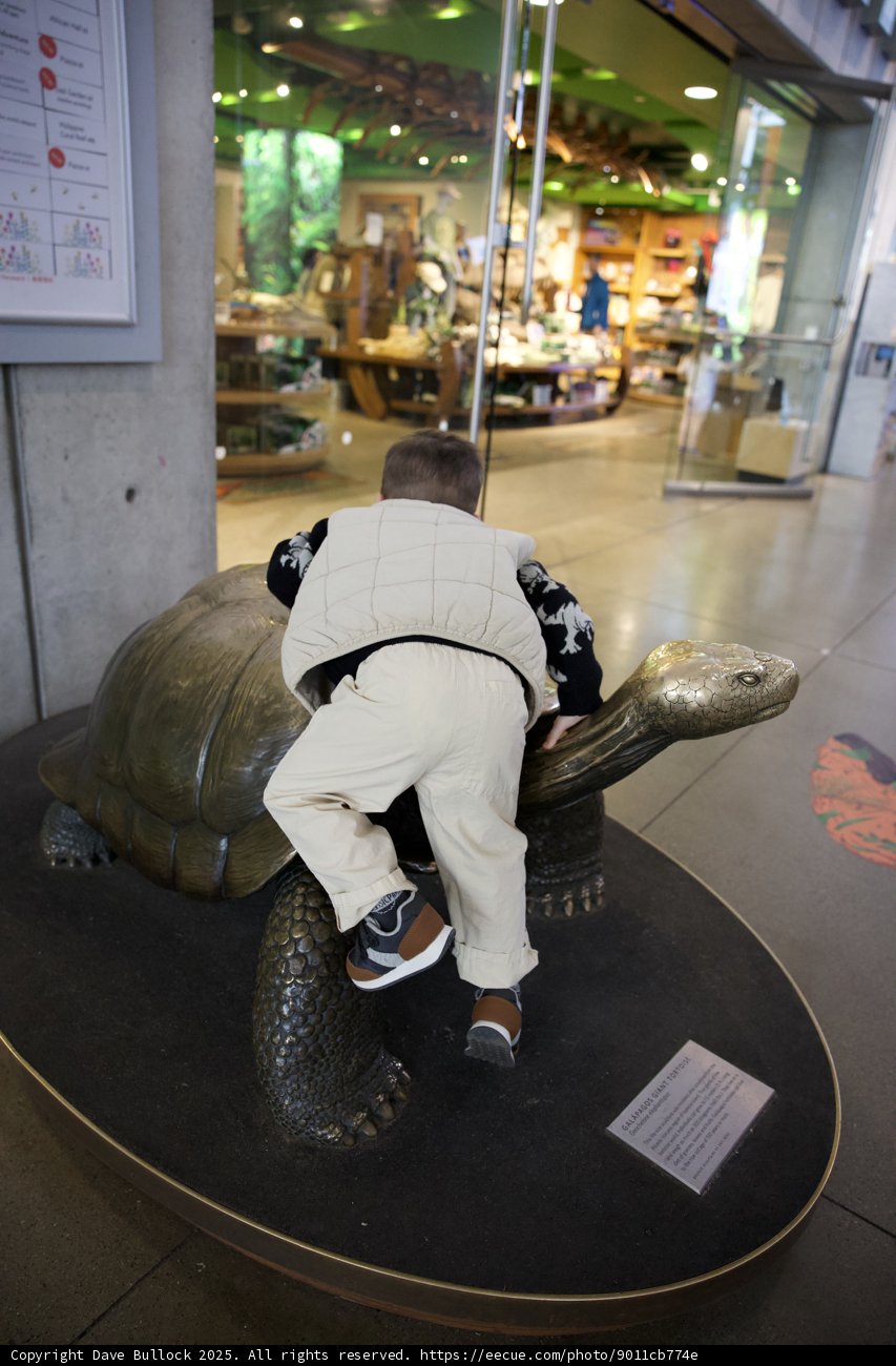 Journey with a Tortoise