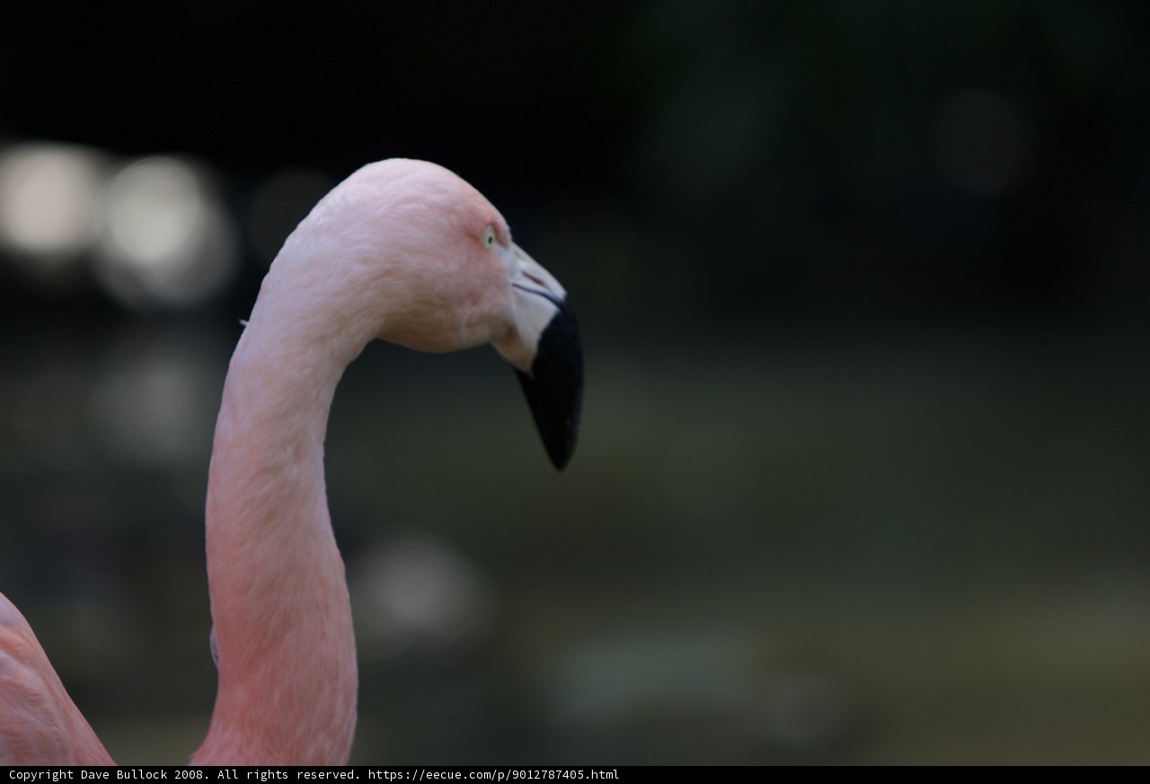 Flamingo Beauty