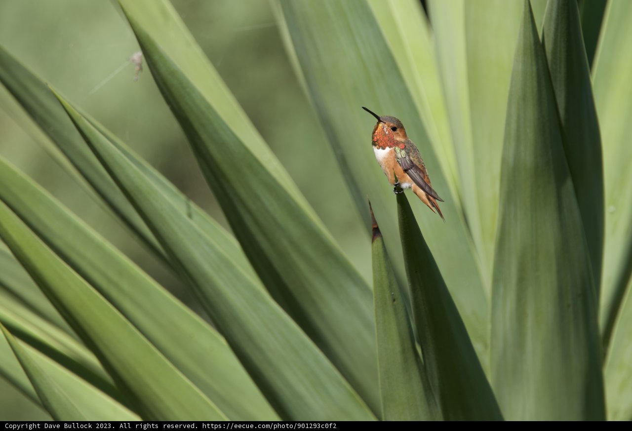 Intricate Elegance: A Perched Hummingbird