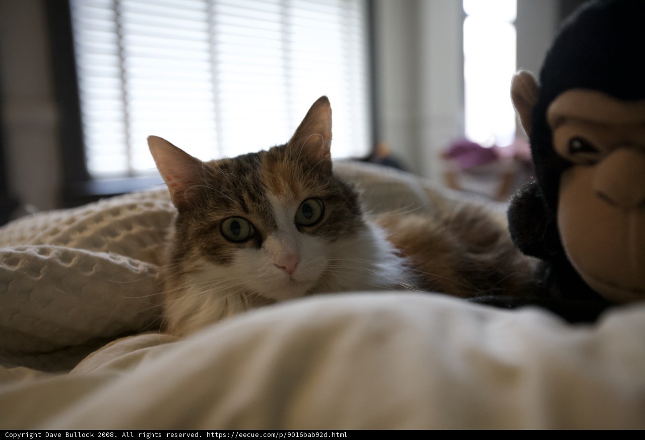 Feline Friend