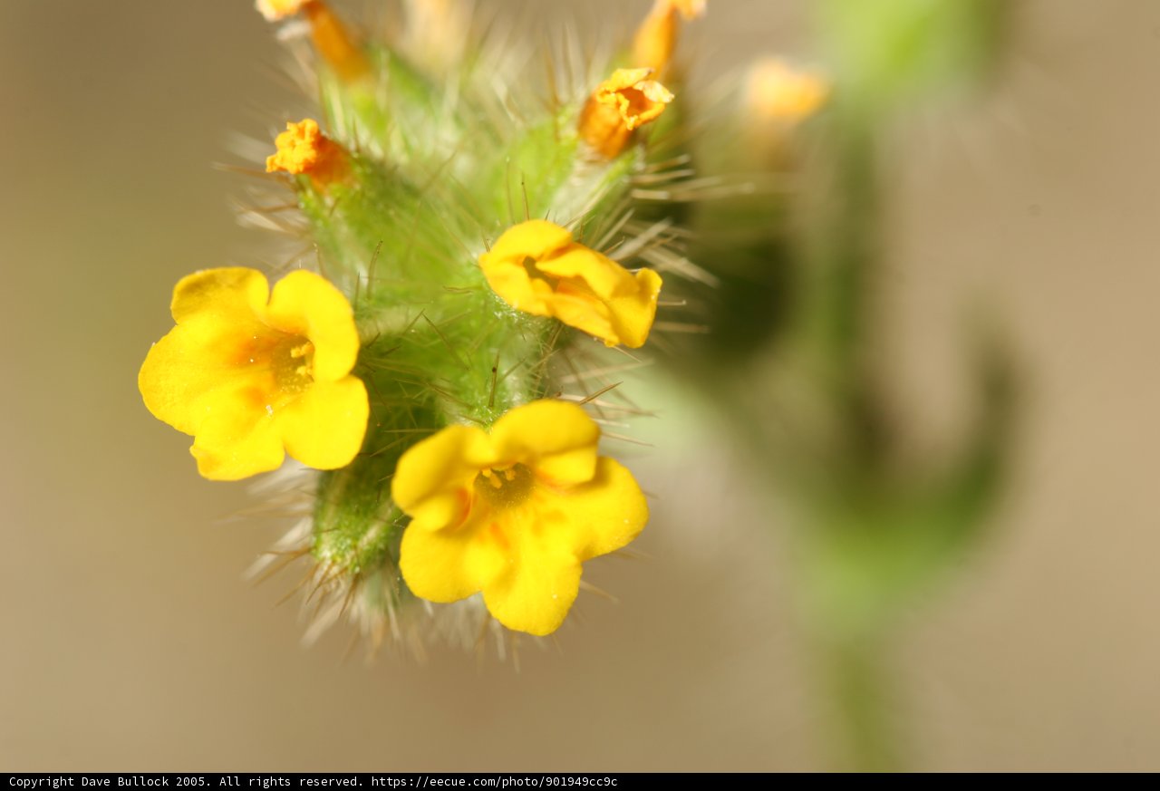 Sunny Bloom