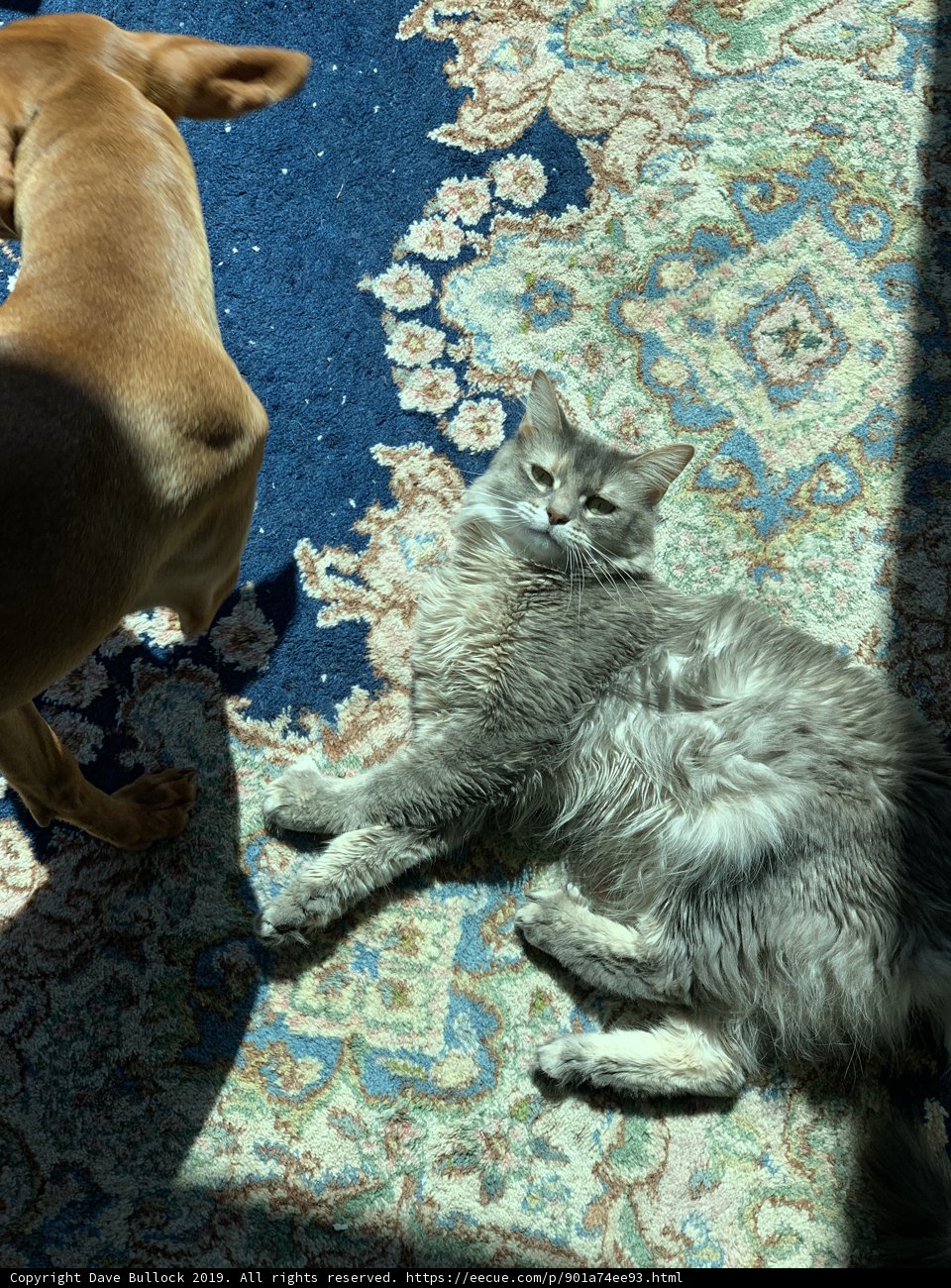 Furry Friends Lounge Together