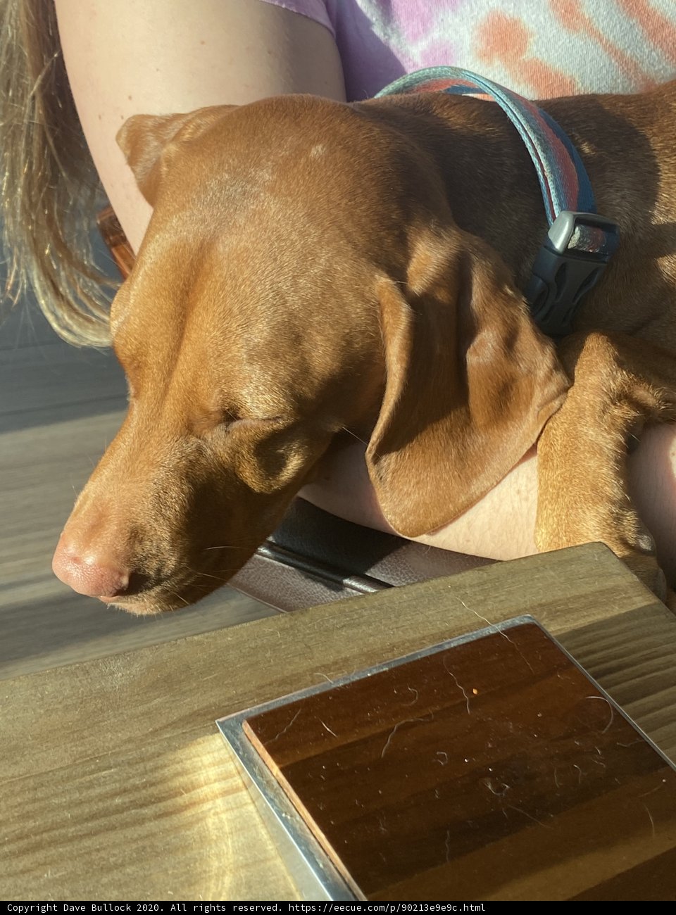 Sleeping Dog on the Wood Table
