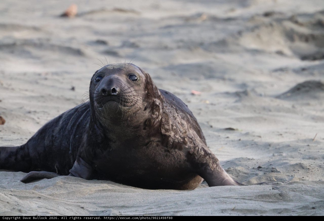 Elephant Seal Pup Resting on Drakes Beach Sand