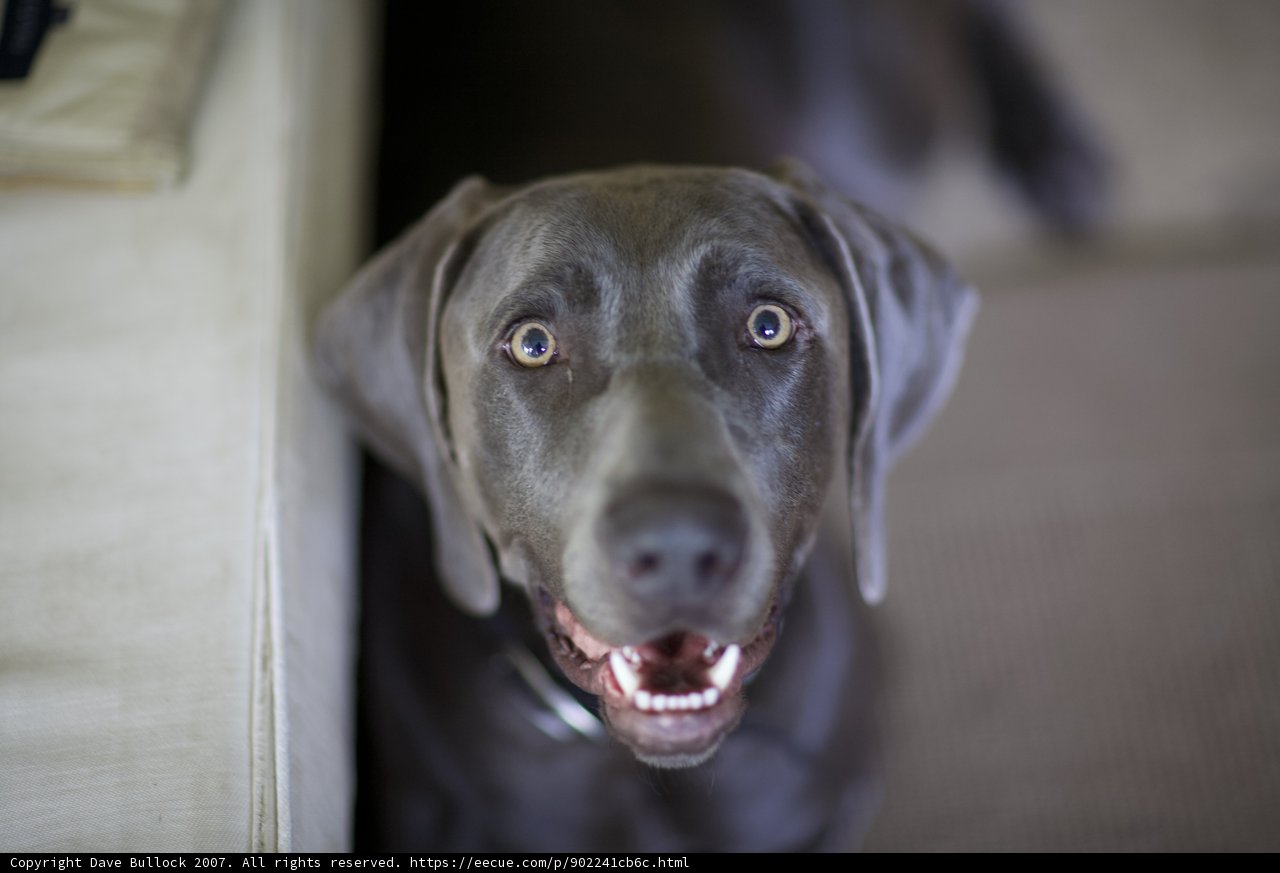 Canine Poses for the Perfect Portrait