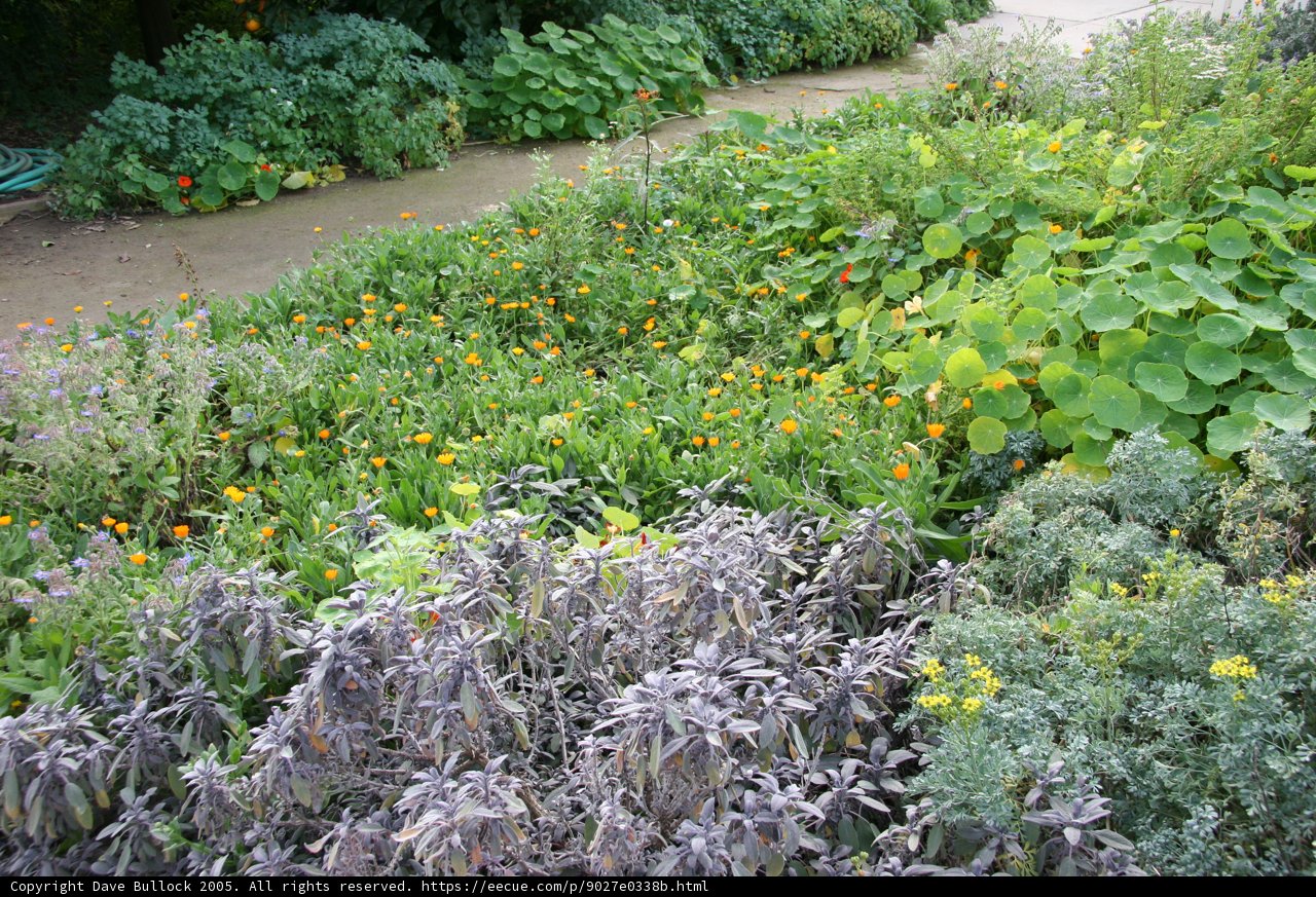 A Lush Garden of Plant Diversity
