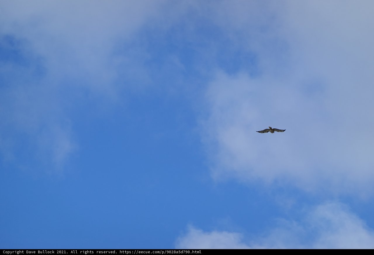 Majestic Bird Soaring Through the Clouds
