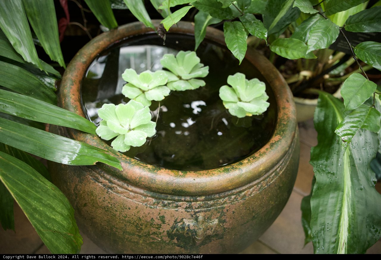 Botanical Bliss in a Pot