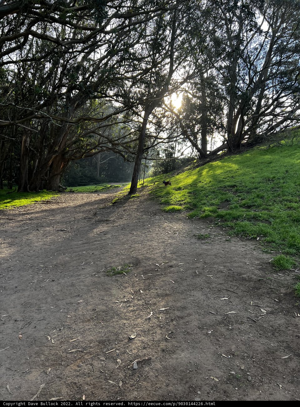 Serene Trail Through the Trees