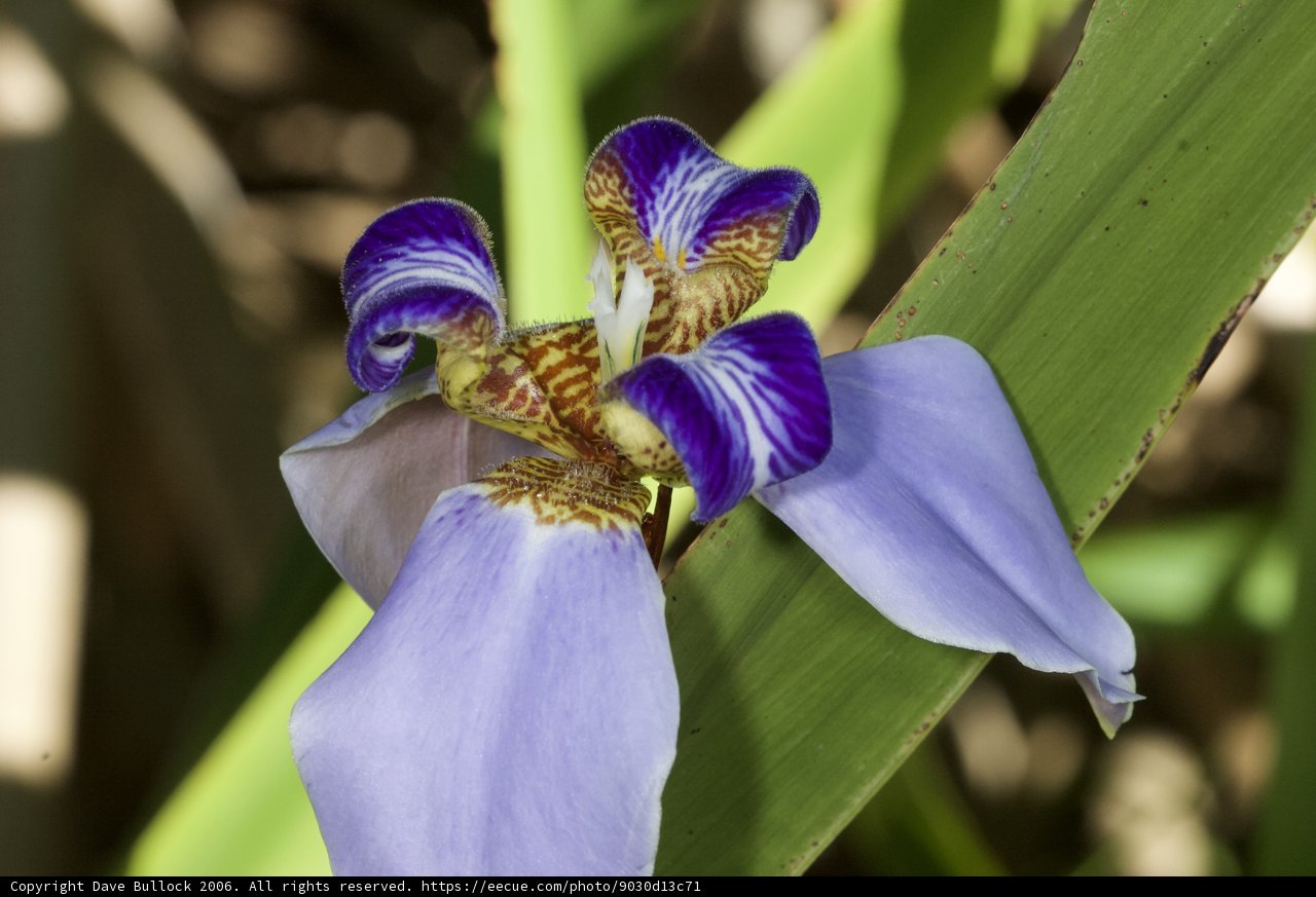 Purple and Yellow Floral Beauty