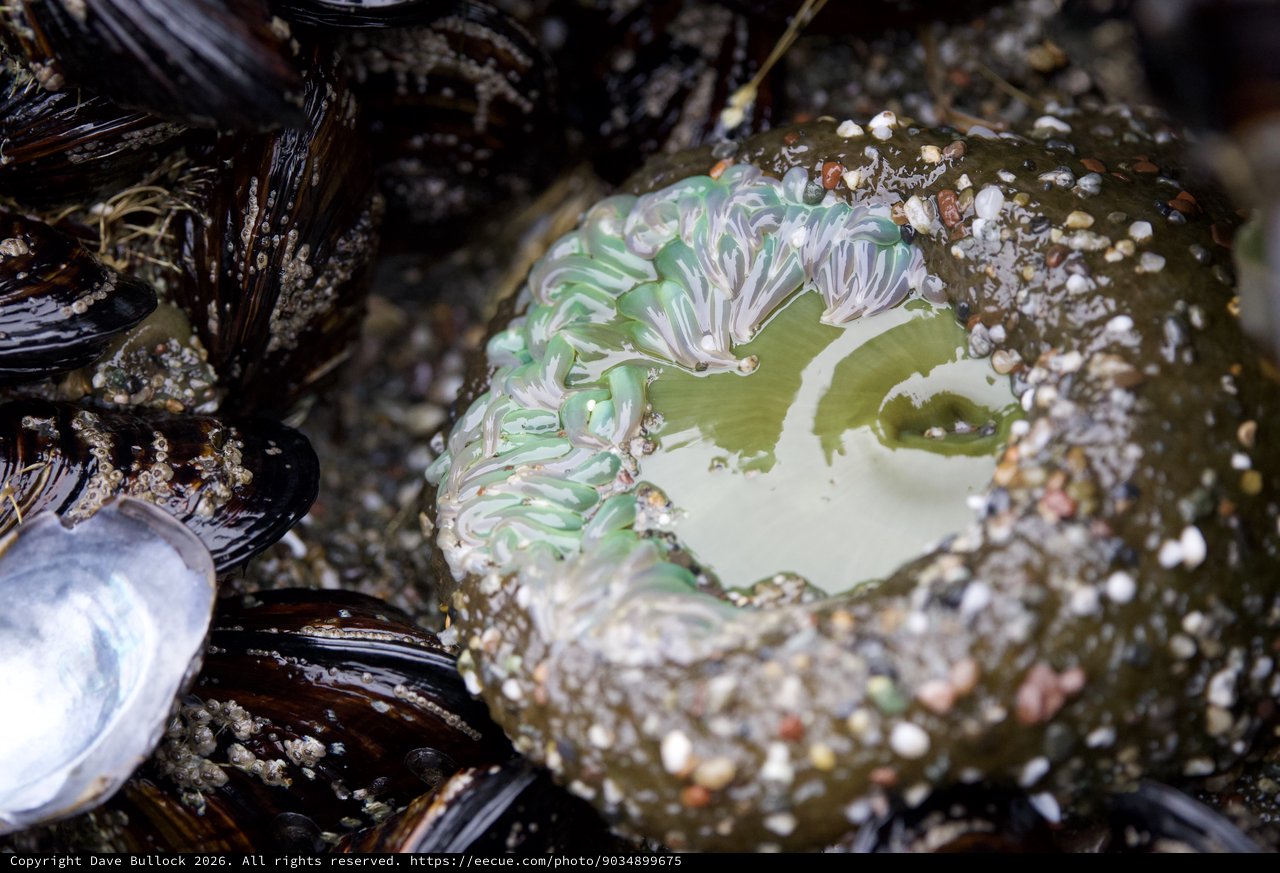 Giant Green Anemone Exposed Among Tidal Mussels