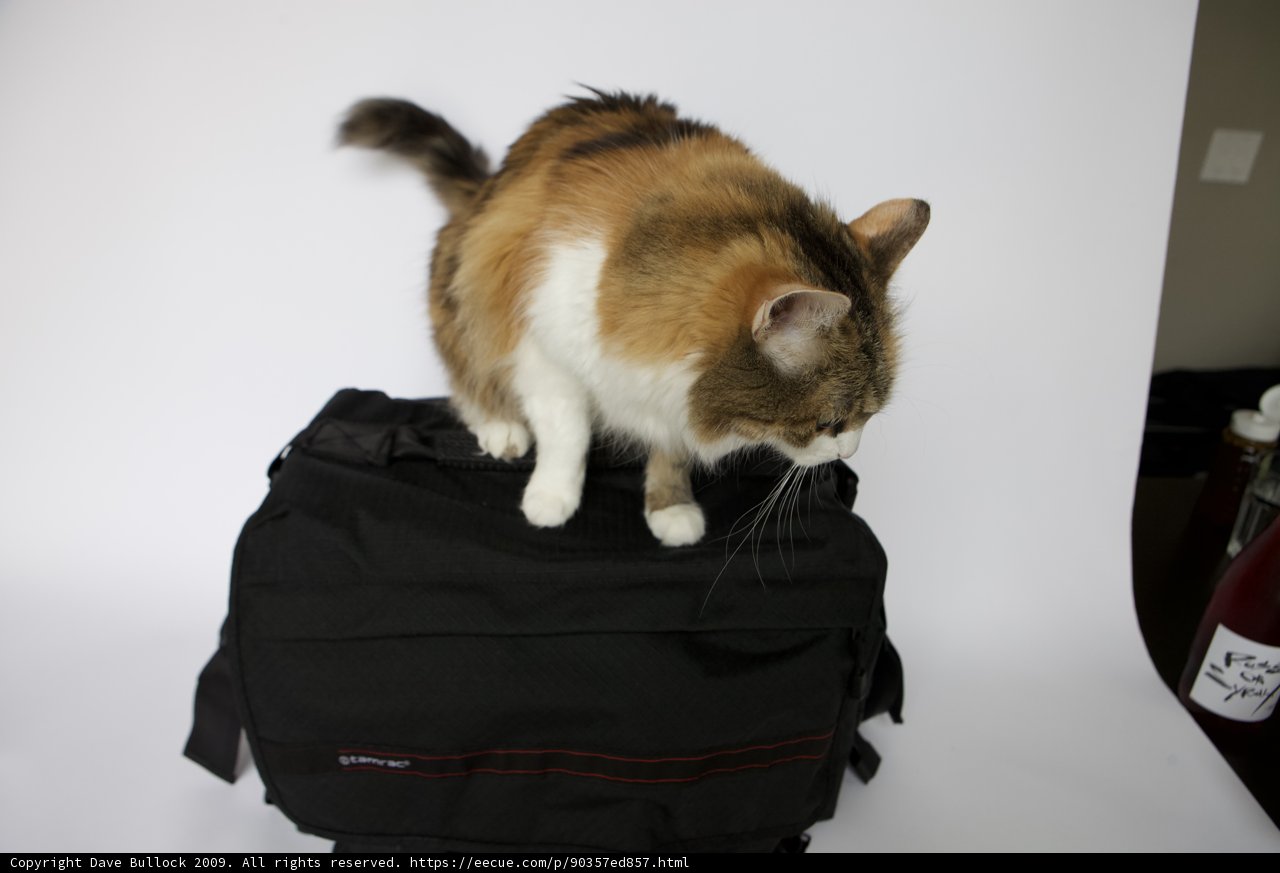 Feline on the Go