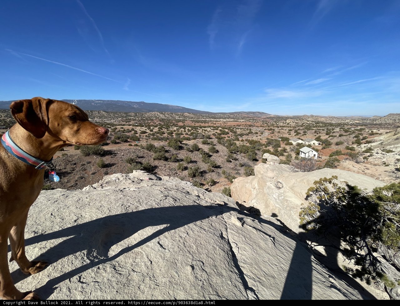 Vizsla on the Edge