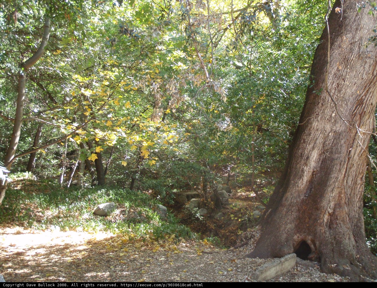 Majesty of Trees