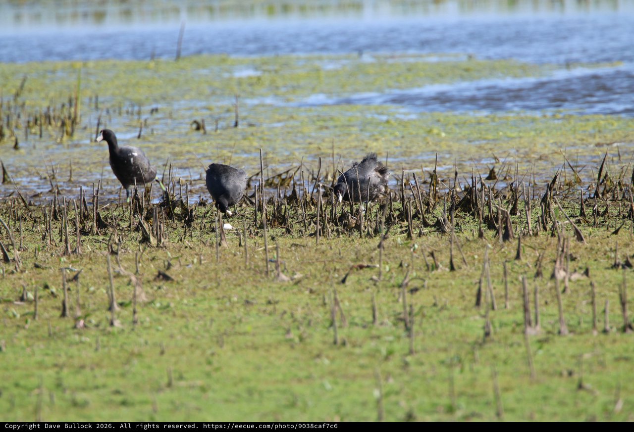 American Coots Foraging in Flooded Agricultural Wetlands