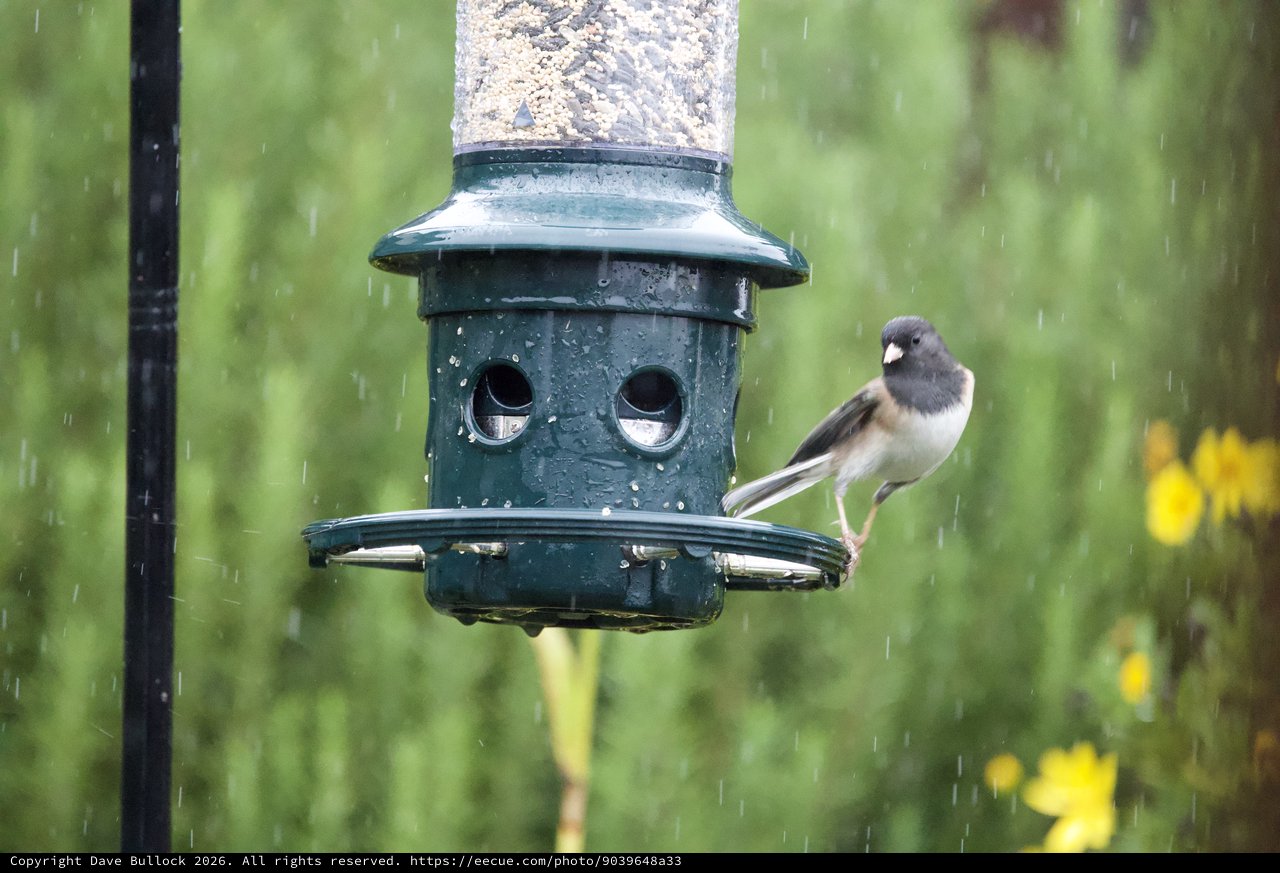 Junco Braving the Rain at Bird Feeder