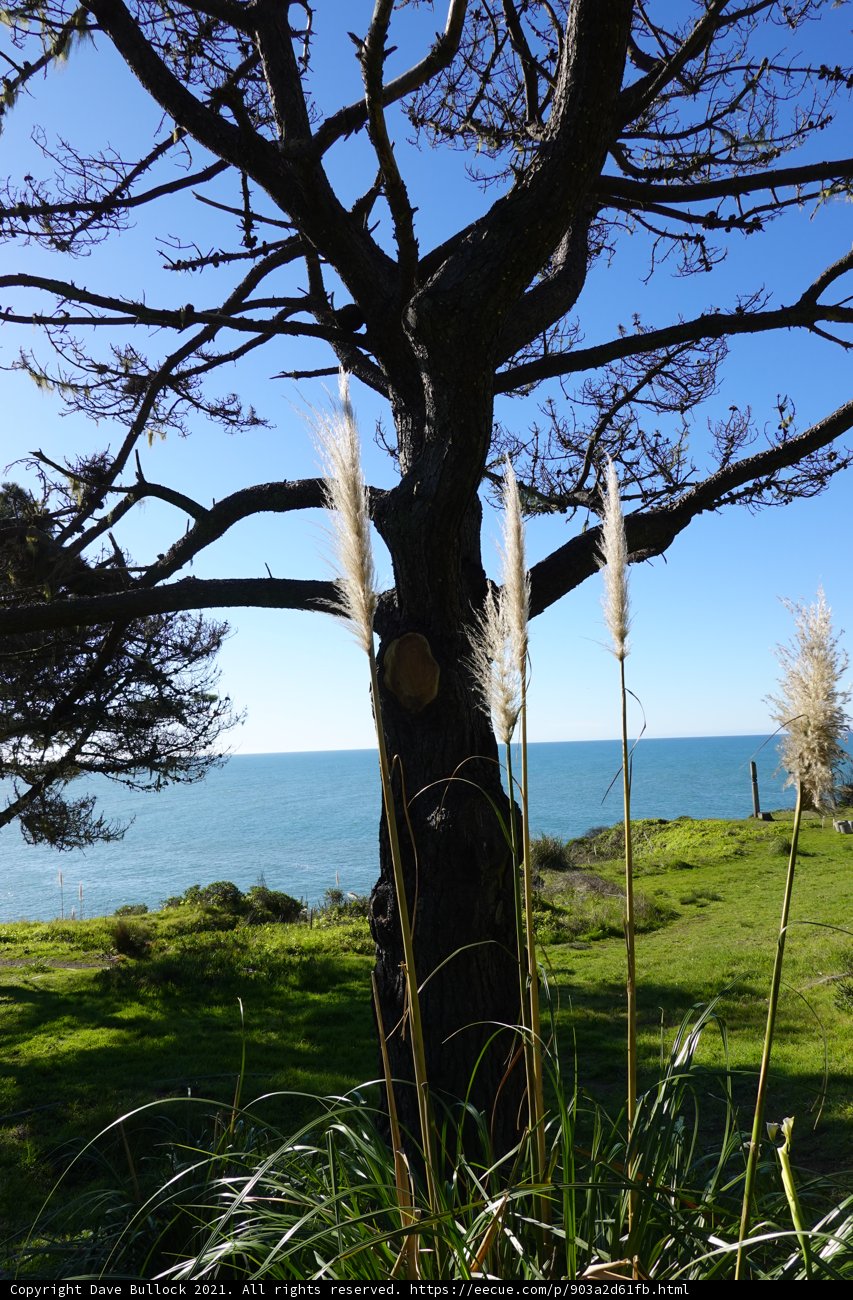 Towering Tree amidst Lush Vegetation and Blue Sky
